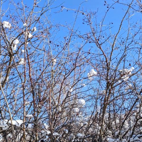 A close-up view of the bare branches of a Hawthorn tree